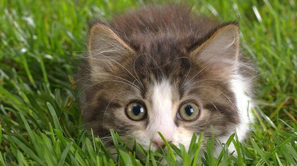 Елена Эмайыэ