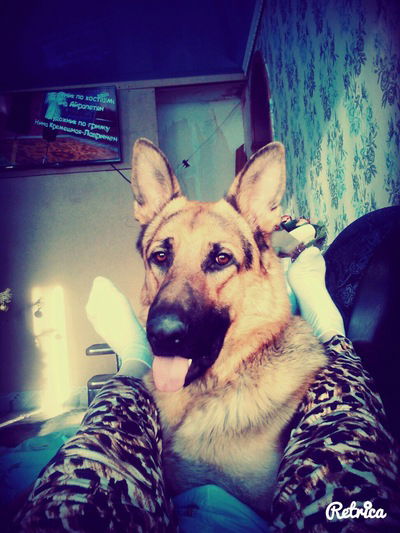 Светлана Полышева