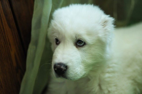 Анастасия Гайрабедьянц