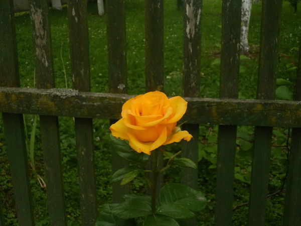 Вiталiя Неважно