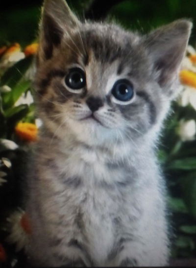 Аня Донцова