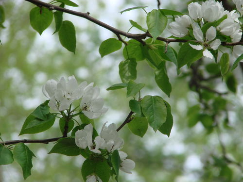 Маргарита Шафикова