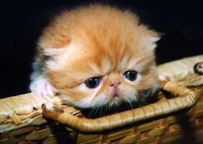 Татьяна Ляховська