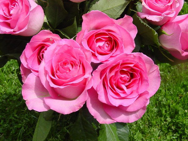 Алла Ерхова