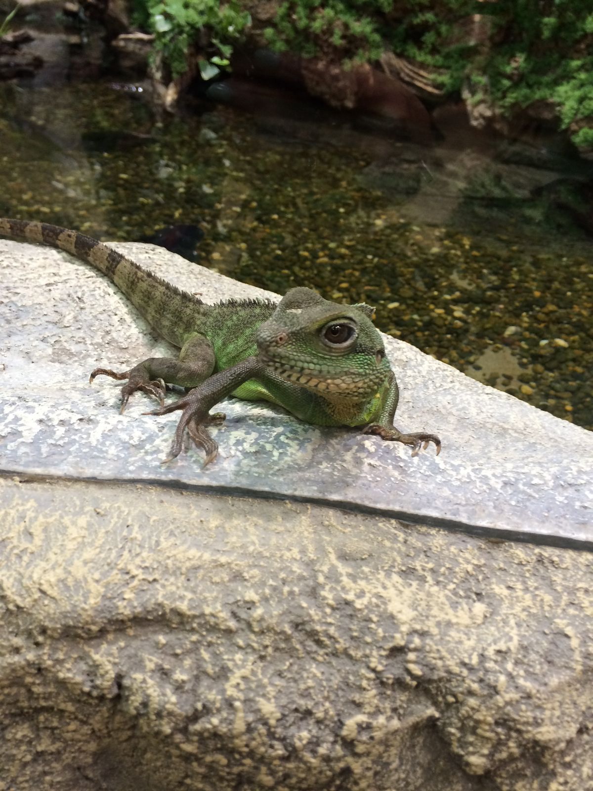 Эльвира Пузанкова