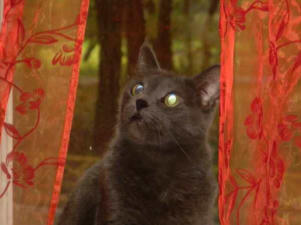 Мария Мария