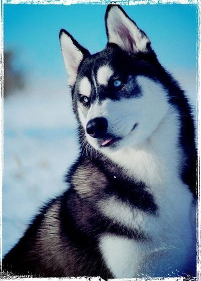 Александр Харьков