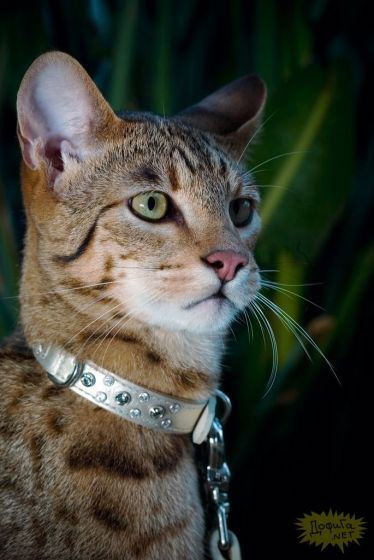 Рита Кочнева