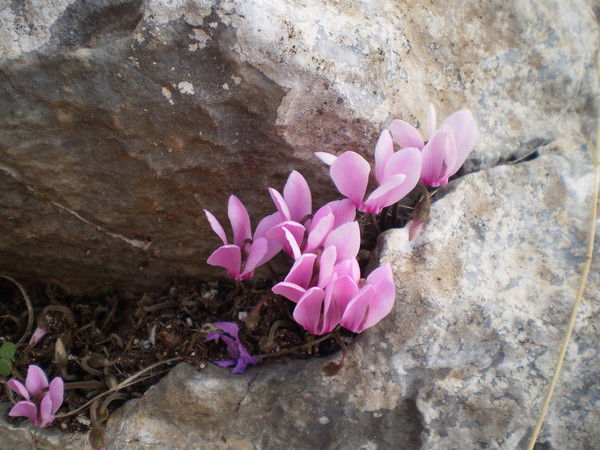 Зульфия Давлятшина