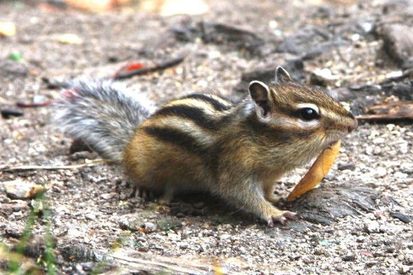 Алексей Спесивцев