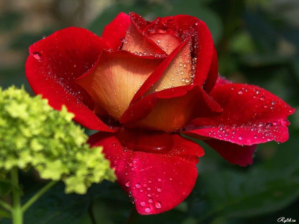 Айгуль Бисенова