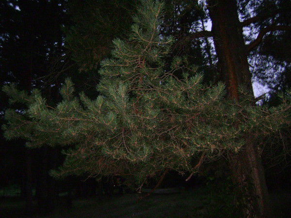 Андрей Кандаков