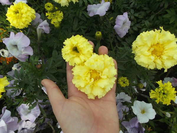 Елена Макогон