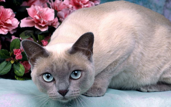 Анна Плеханова