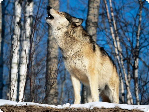 Сергей Шкарупа