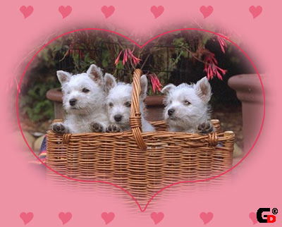 Айнагуль Бегенова