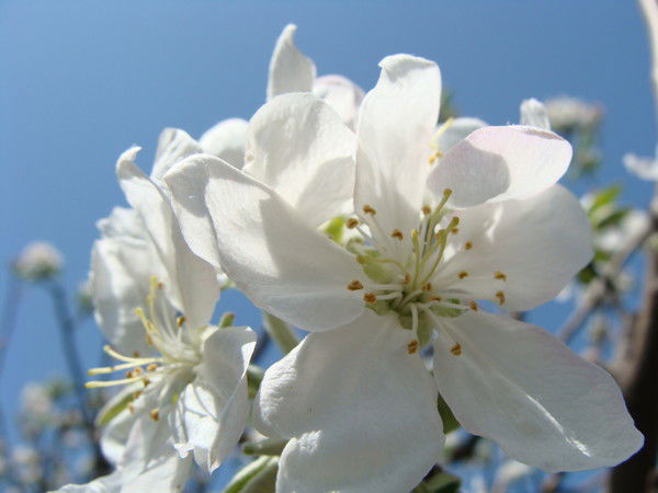 Юлия Добровольская