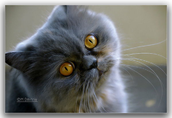 Ильмира Халимова