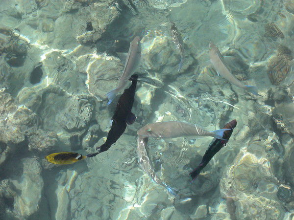 Галина Гринкевич