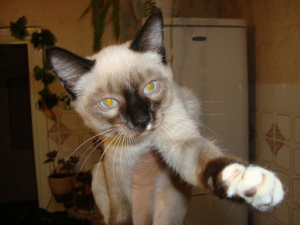 Роман Паньшин