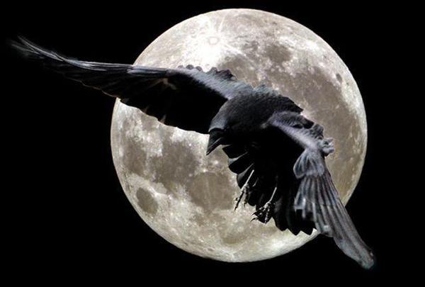 Антон Дедюля