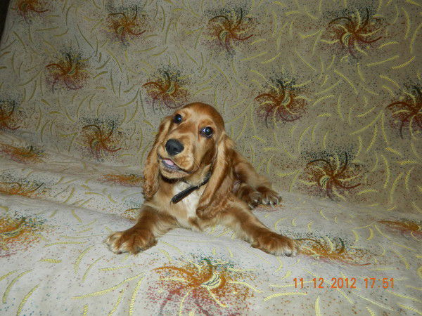 Дарья Лысенко