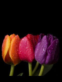 Аниса Сахабиева