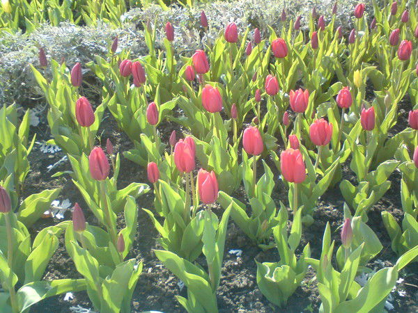 Алия Мингажева