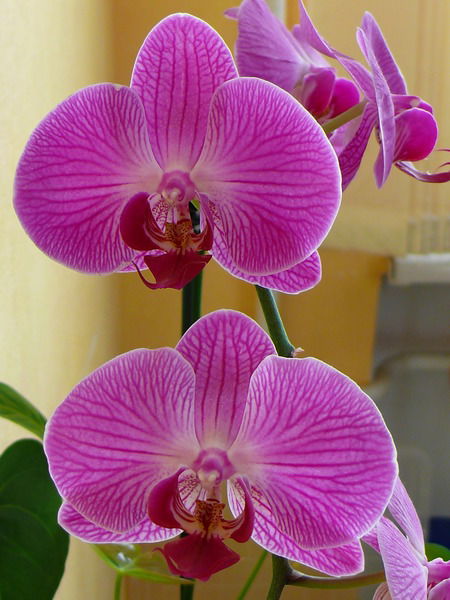 Ольга Фатеева