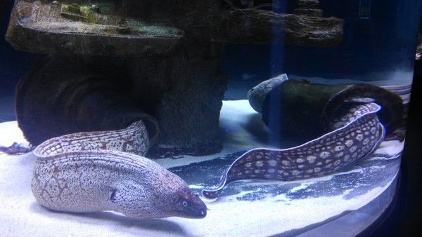 Динара Нигметова