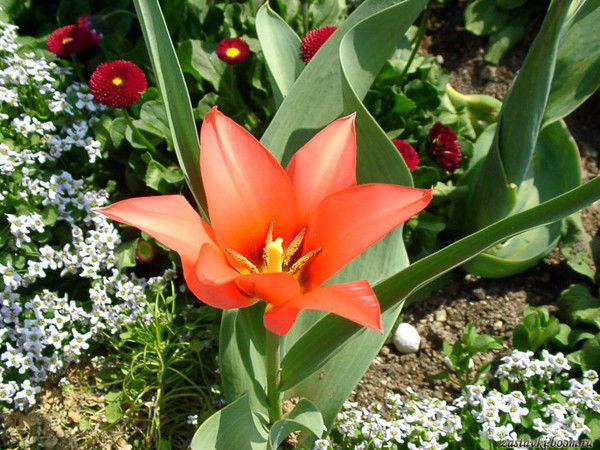 Нина Селиванчик