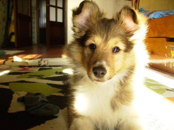 Влад Лошаков