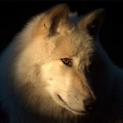 Дима Дмитриев