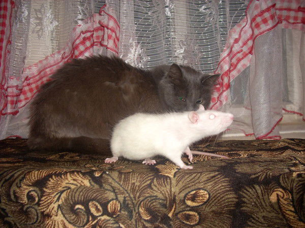 Василий Мугаев