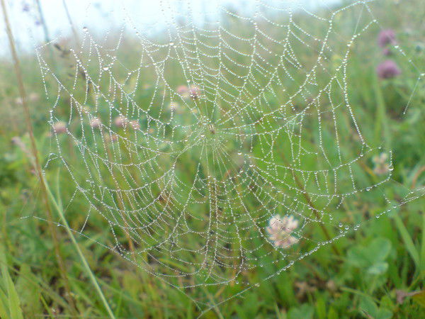 Рустам Хасанов