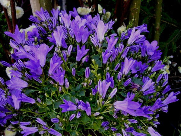 Венера Синельникова