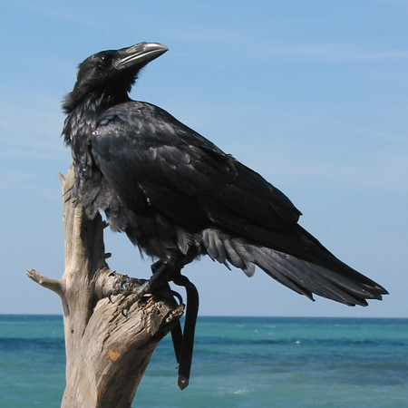 Александр Воронов