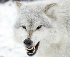 Асет Тлепов