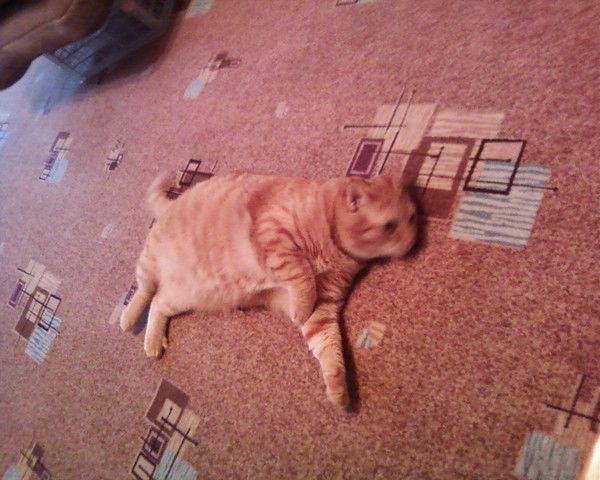 Сергей Голосюк