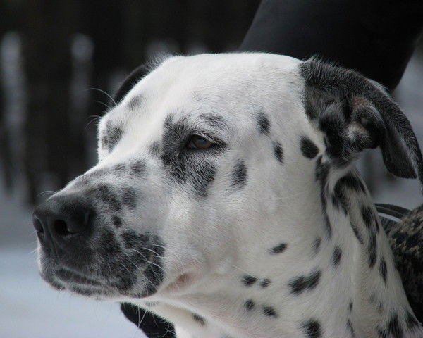 Александр Мальцев