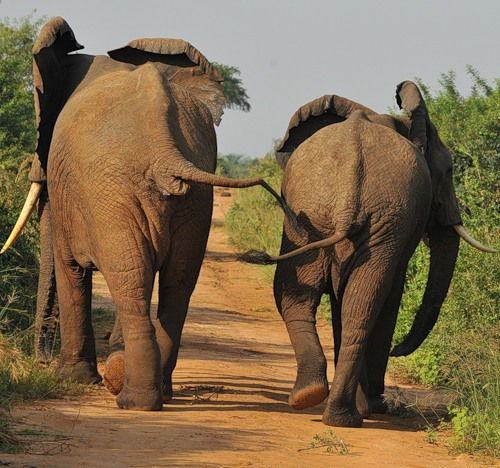 Светлана ***