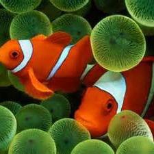 Юлия Коротаева