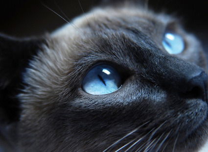 Жанна Жанна