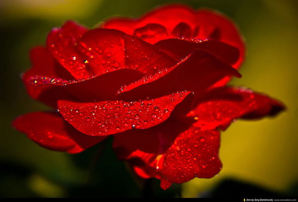 Елена Штрикун