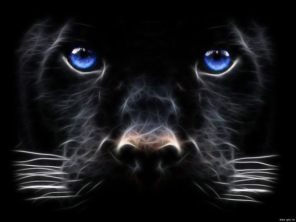 Сафин Шамиль