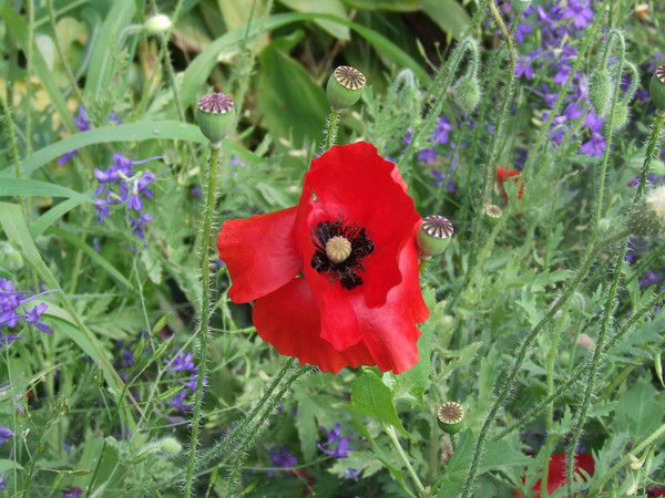 Светлана Дьяченко