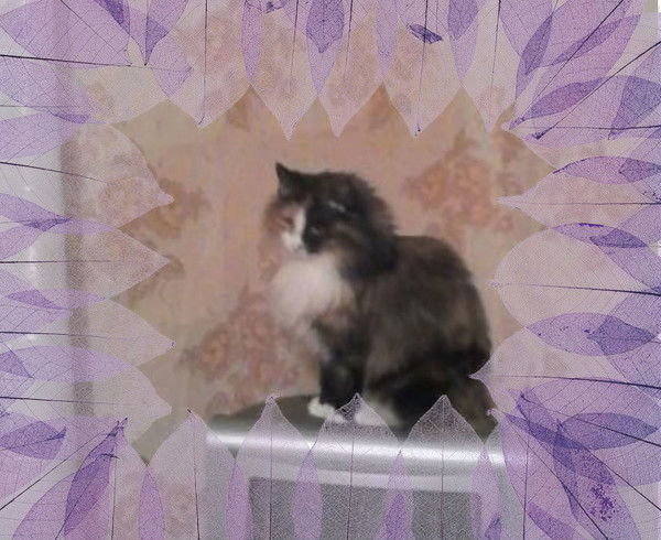 Наталья Наташа