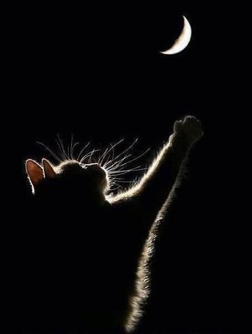 Юлия Широнина