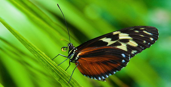 Надежда Калашникова