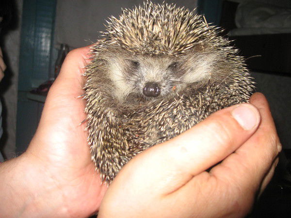 Евгений Грамотеев